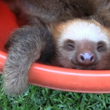 Cute Animal Video of the Day: Bucket of Sloths!