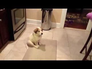 Cute Puppy Can't Catch | Video