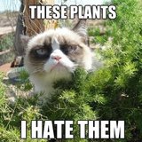 12 Animal Memes That Make Us LOL