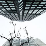 Looking Up at Buildings | Picture