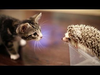 Kitten Meets a Hedgehog For the First Time | Video