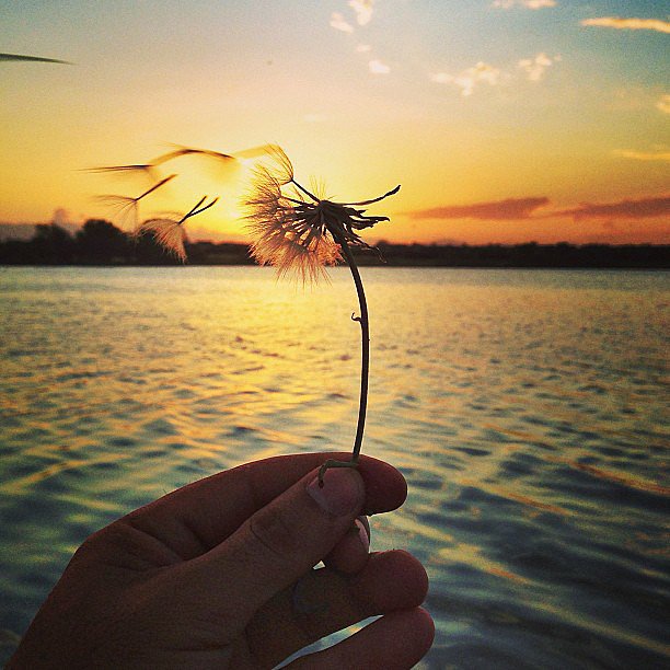 Flower Sunset Picture