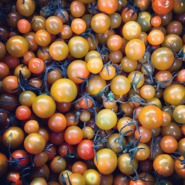 Baby Tomatoes Picture