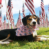 Patriotic Pets