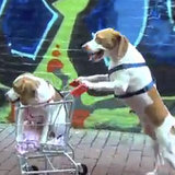 Dogs and a Shopping Cart I Video