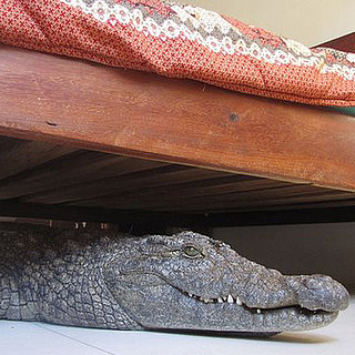 Crocodile Under the Bed