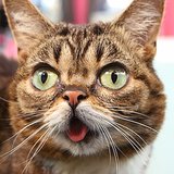 Tips From Internet Celebrity Cat Lil Bub | Video