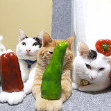 Cats Balancing Food | Video