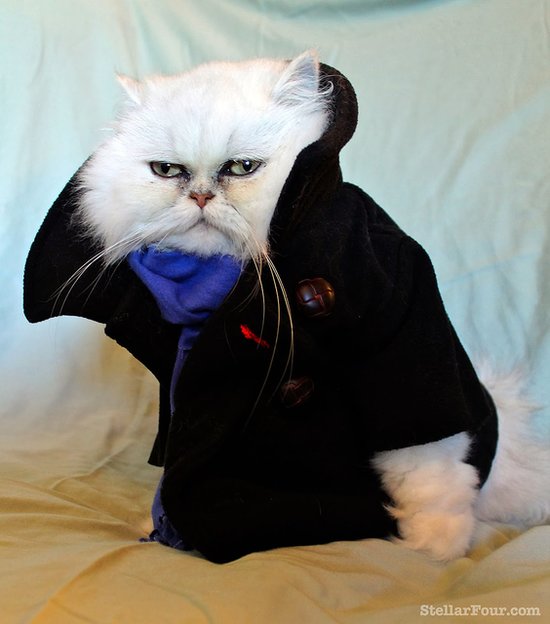 Sherlock Cat Costume