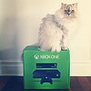 Xbox One Cat Pictures