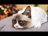 It's Hard to Be a Cat at Christmas I Video