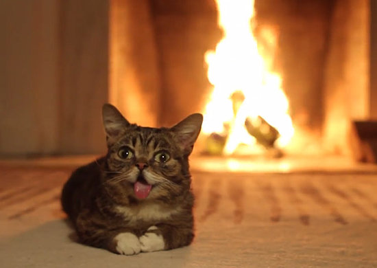 Let Lil Bub and Digital Yule Logs Warm the Hearth