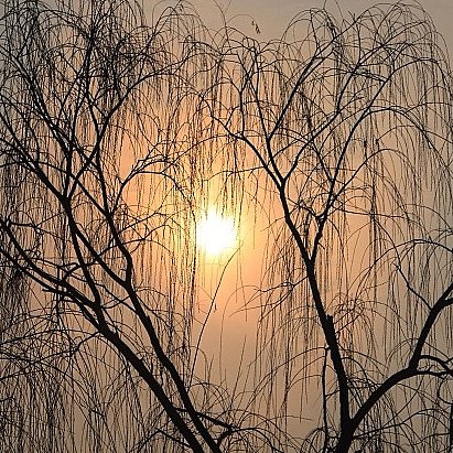 Tree Silhouette Picture