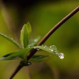 Water Droplet Picture