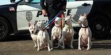 This Detective Adopted 5 Deaf Dogs, 4 Of Them Are Pit Bull Mixes