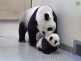 The Daily Treat: Mama Panda Brings Her Little One Back to Bed