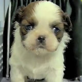 Fuzzy, Fuzzy, Cute, Cute | Video