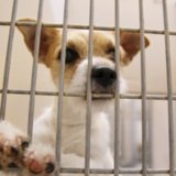 Myths About Adopting a Shelter Dog