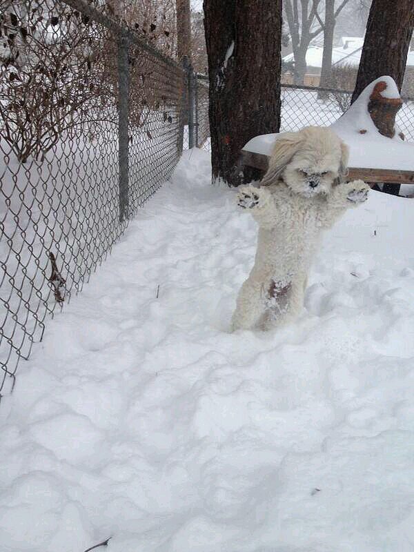 "Minnesota Yeti Caught on Film"
Source: Reddit user StewPaddasso
