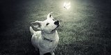 These Fantastical Photographs Of Shelter Dogs Prove All Animals Are Beautiful