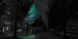 In The Not So Distant Future, Bioluminescent Trees Could Replace Street Lights