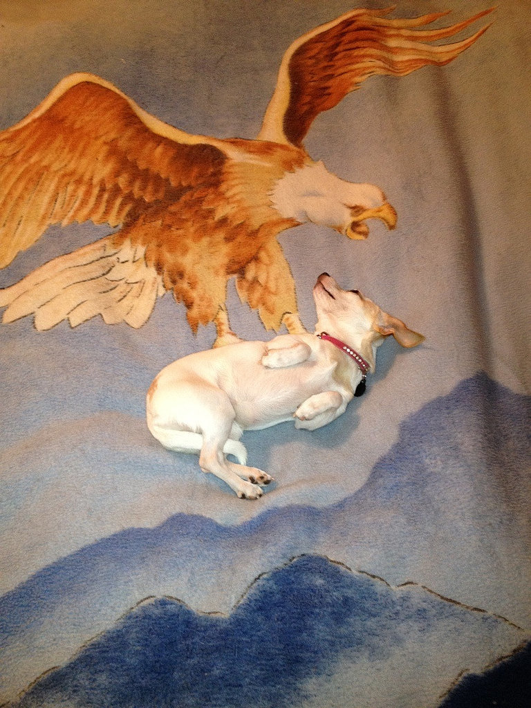 "Dog lay just right on my new blanket."
Source: Reddit user undonk2013 via Imgur
