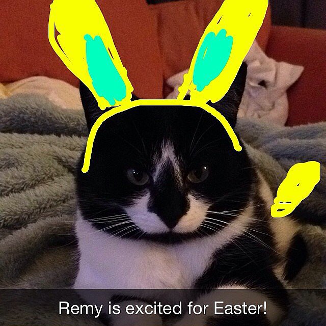 Easter cat > Easter. 
Source: Instagram user snapcatremy
