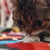 Lil Bub Playing | Video