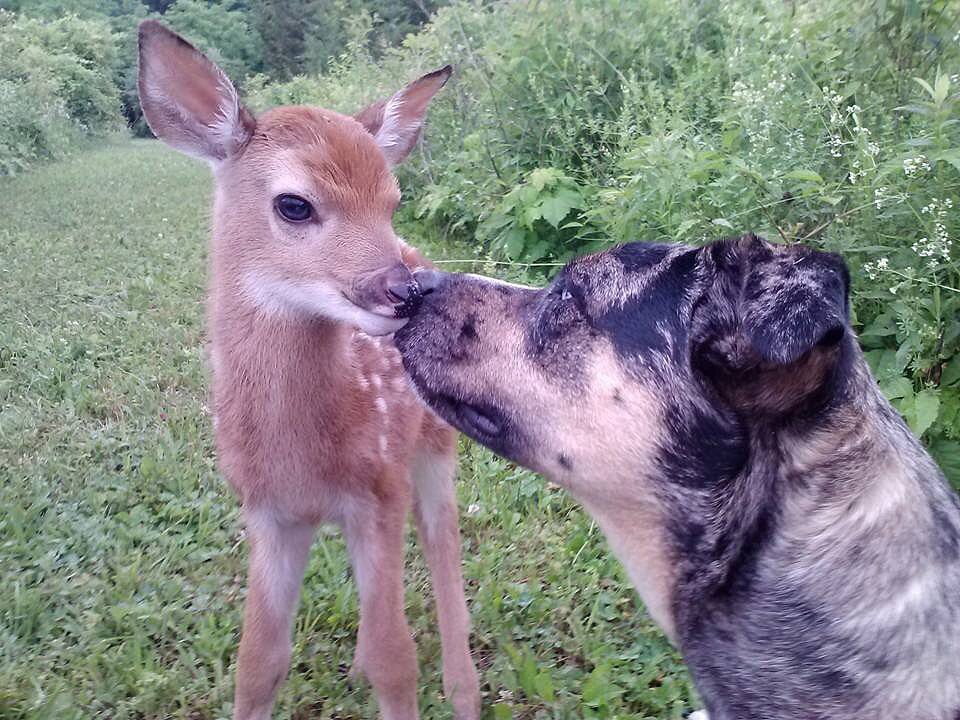 "So my friend's dogs found a baby deer."
Source: Reddit user martialartjesse via Imgur 
