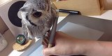 This Dedicated Little Owl Has Big Dreams -- And Really Good Balance