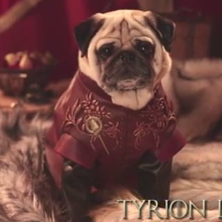 Dogs in Game of Thrones Costumes