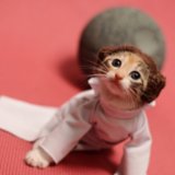 Cat Dressed as Princess Leia