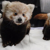 Baby Red Panda Twins