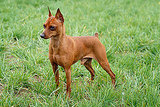 Miniature Pinscher 